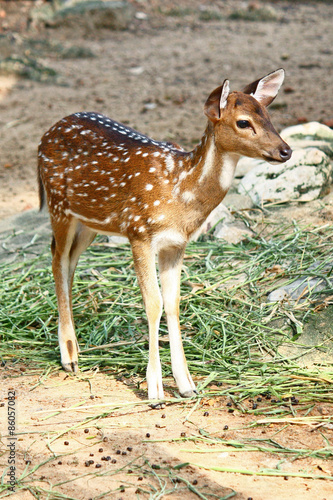 Spotted Deer in Dusit Zoo, Thailand