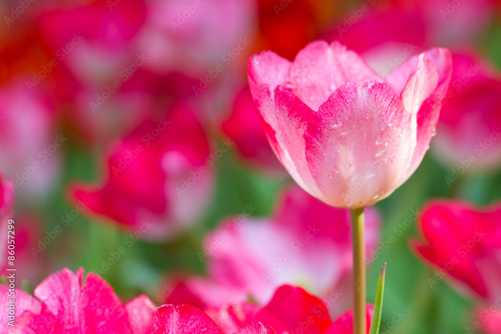 Pink  tulips flower in the garden