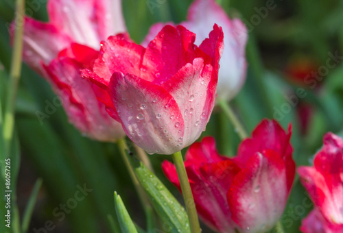 Pink tulips flower in the garden