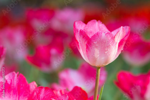 Pink tulips flower in the garden