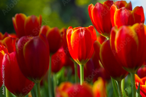 Fresh tulips in warm sun light
