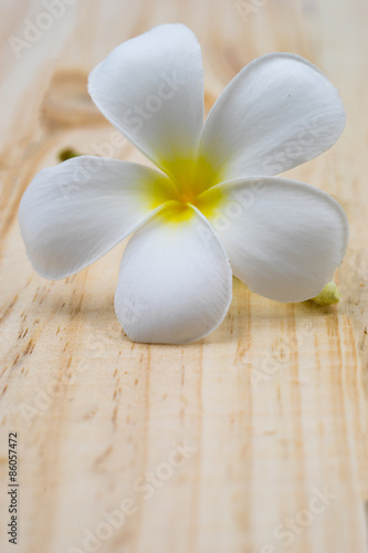 Single white plumeria on wood floors.