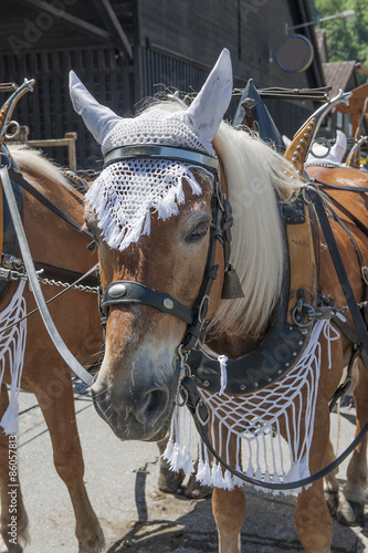 Fototapeta Naklejka Na Ścianę i Meble -  Festlich geschmücktes Haflinger-Pferd, Sarnen, Obwalden, Schweiz