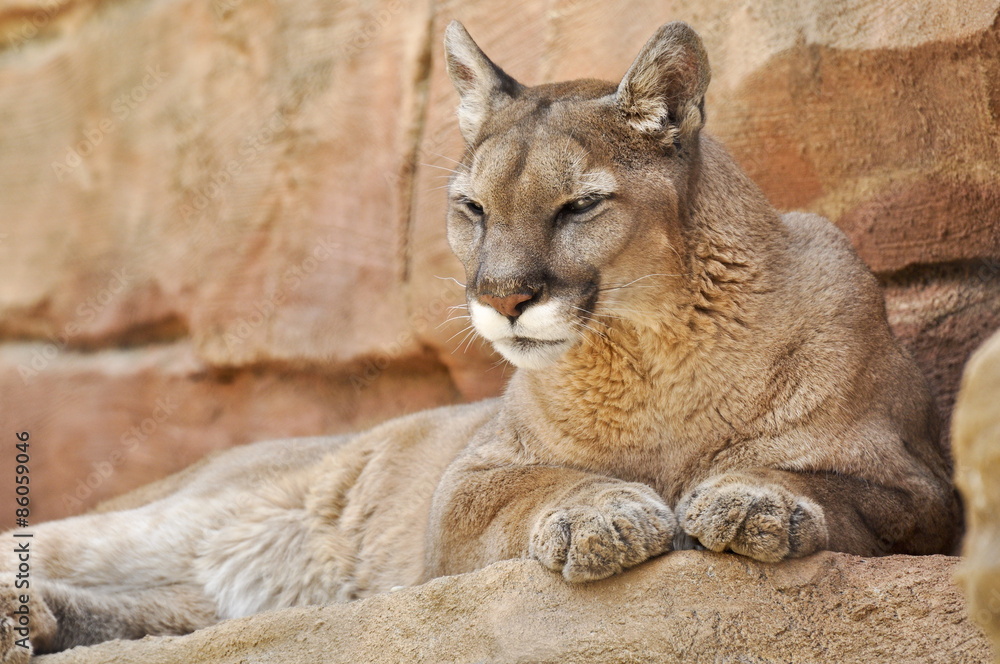 Fototapeta premium She-Lion