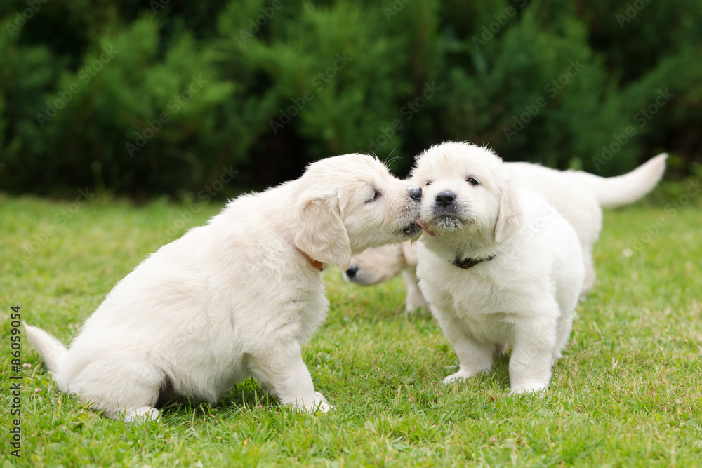 two golden retriever puppies kissing outdoors