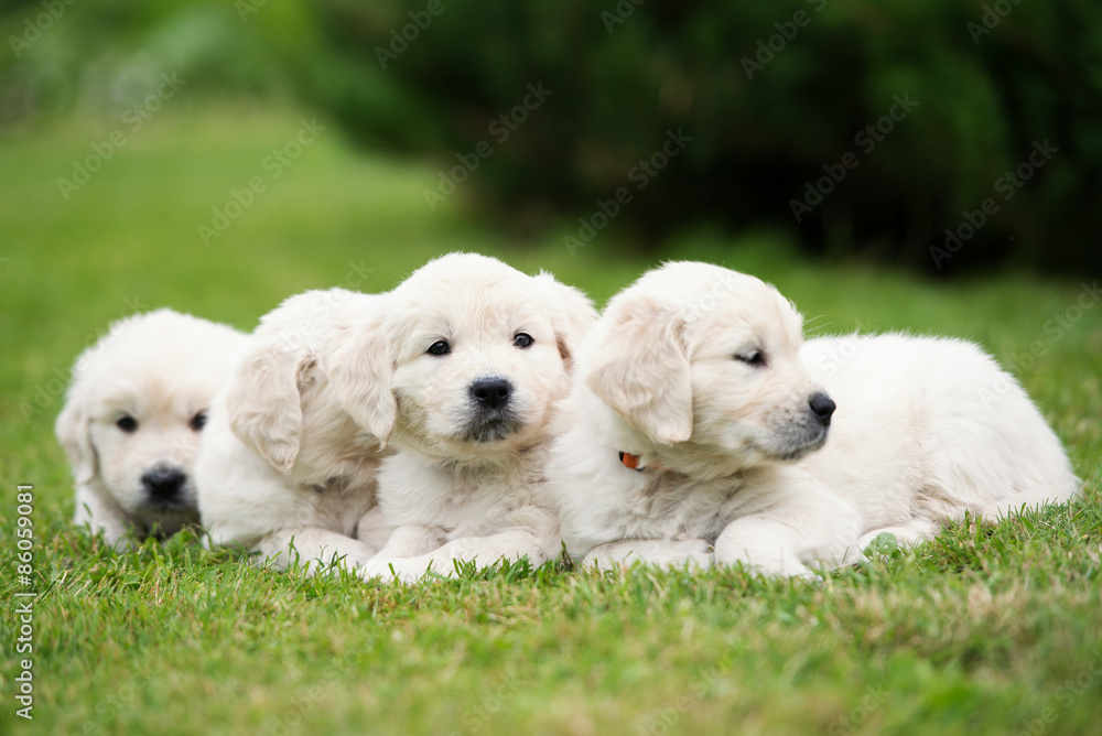 litter of golden retriever puppies resting on grass litter of golden retriever puppies resting on grass
