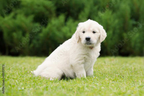 adorable golden retriever puppy sitting on grass