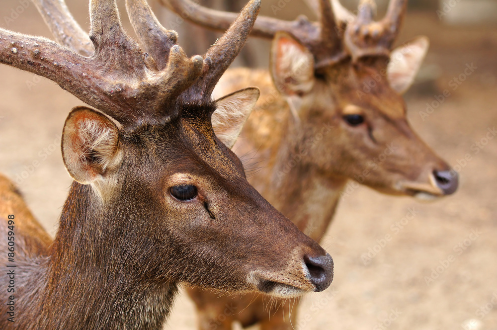 deer3 / There are deer in zoo.