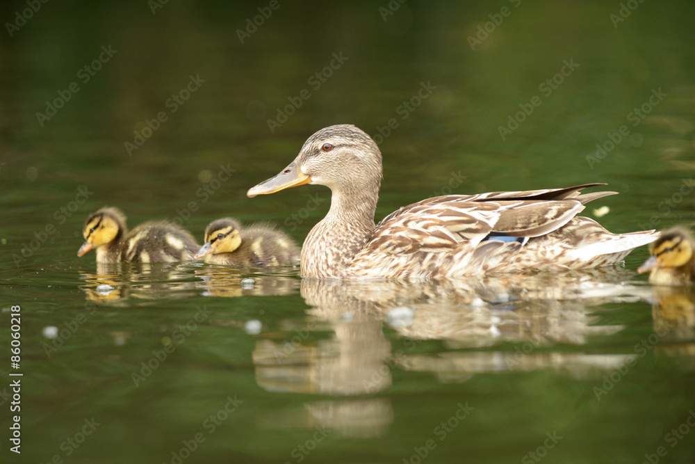 Mallard - Female with Nestlings Mallard - Female with Nestlings