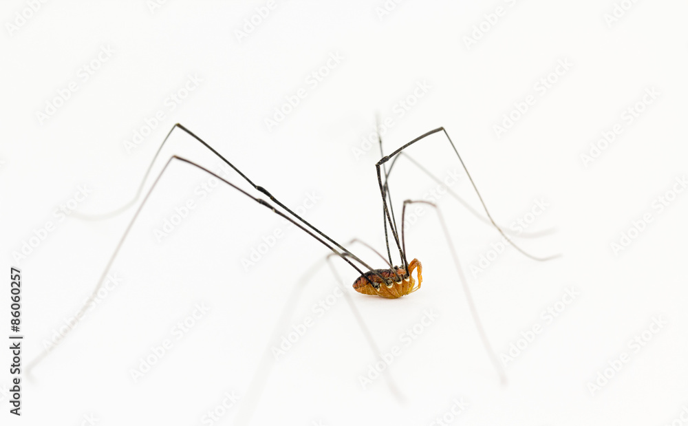 Opiliones harvestman arachnid, aka Daddy long legs spider. Photos | Adobe  Stock