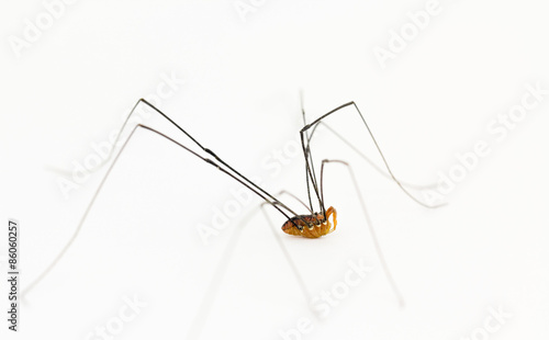 Opiliones harvestman arachnid, aka Daddy long legs spider.