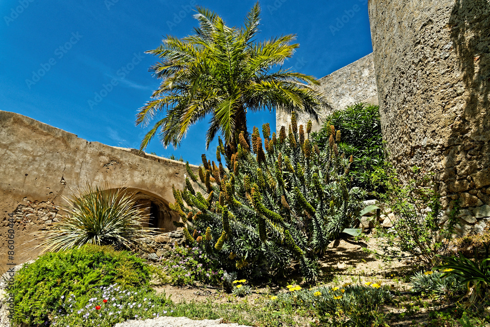 Palmen und alte historische Mauern auf Korsika