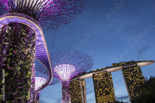 The Supertree at Gardens by the Bay 