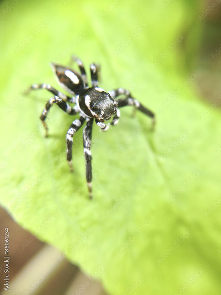 macro shot of black spider macro shot of black spider