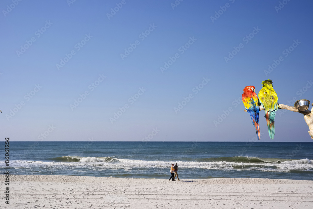 Obraz premium Two colorful parrots