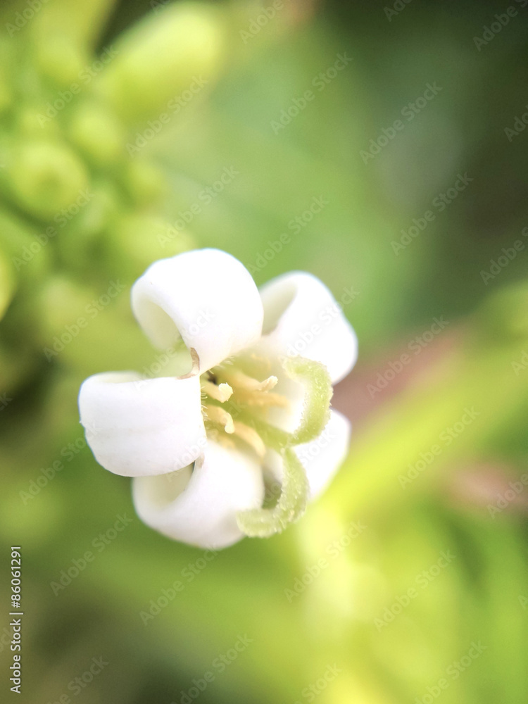 Obraz premium macro shot of white flower