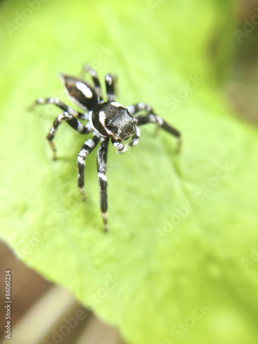 macro shot of black spider