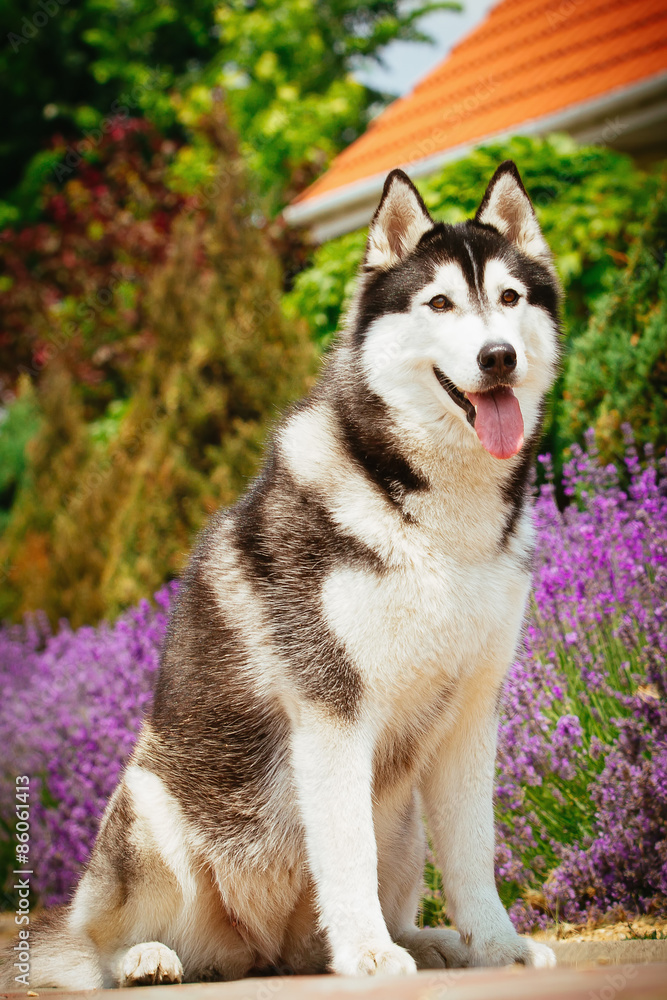 Portrait of a dog breed Siberian Husky. The dog on the background of blooming lavender.