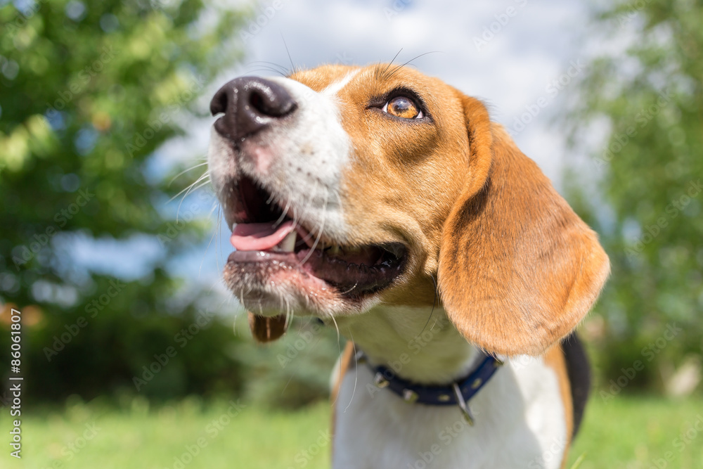 Beagle Dog Close Up Portrait