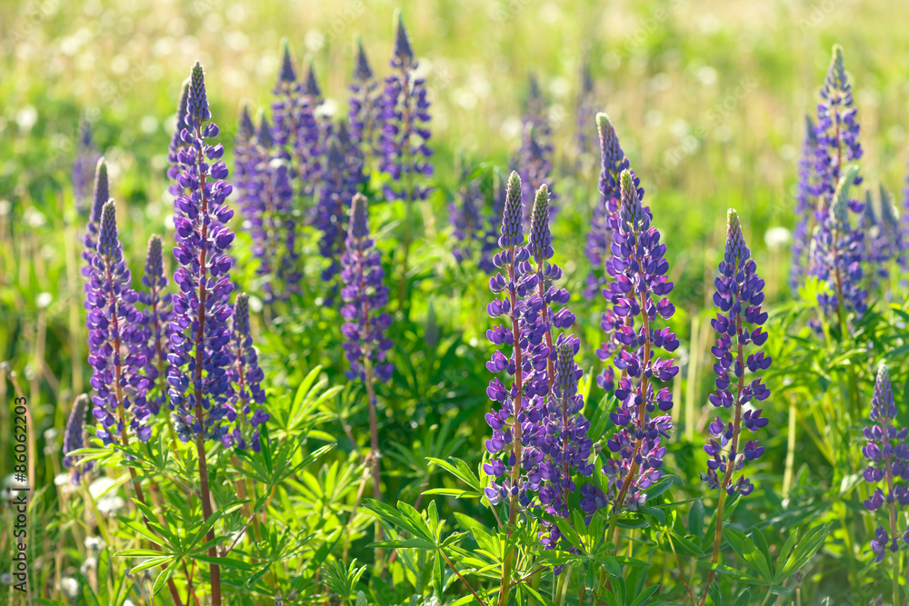 Fototapeta premium Lupinus, lupin, lupine field with pink purple and blue flowers
