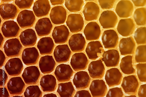 sweet honeycombs