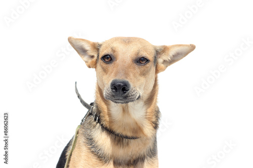 dog on a white background