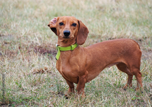 Portrait of standard smooth-haired red dachshund 