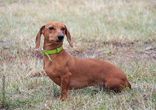 Standard smooth-haired red dachshund 