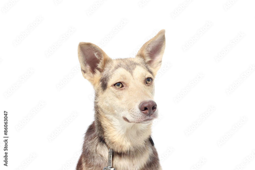 dog on a white background dog on a white background