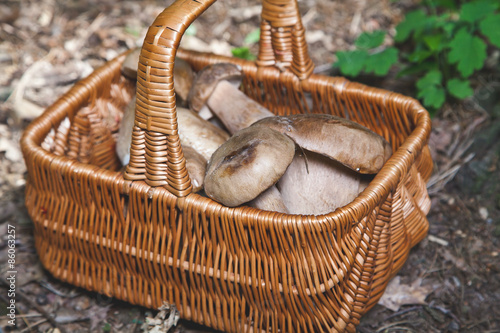 Freshly harvested forest mushrooms in wicker basket
