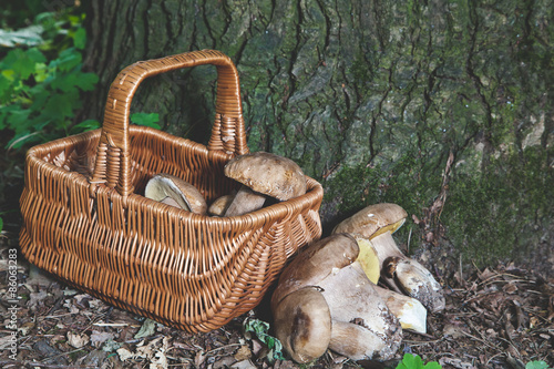 Dream of mushroom picker. Basket with porcini mushrooms.