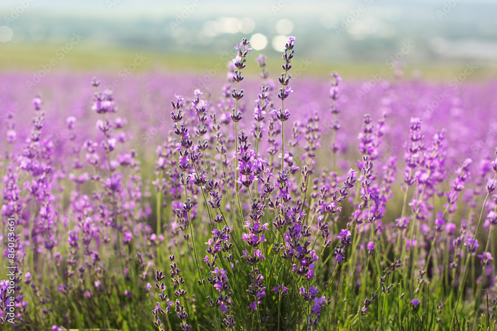 Nice lavender flowers, sunset time in Crimea