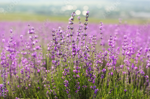 Nice lavender flowers, sunset time in Crimea