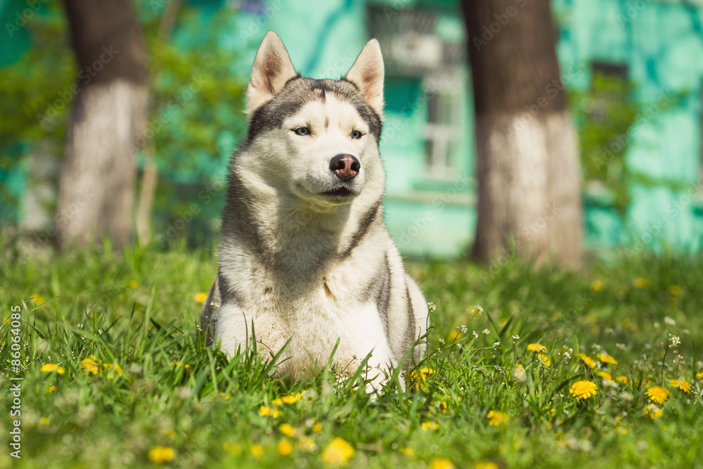Dog. Portrait on the lawn in the urban environment. Portrait of Siberian Husky Dog. Portrait on the lawn in the urban environment. Portrait of Siberian Husky
