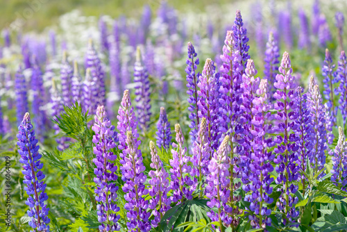 Lupinus, lupin, lupine field with pink purple and blue flowers
