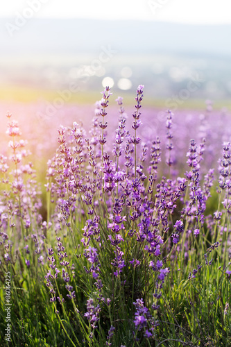 Closeup picture of lavender flowers, sunset time in Crimea