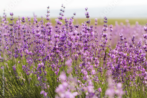 Closeup picture of lavender flowers