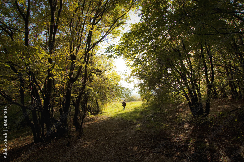 autumn landscape forest