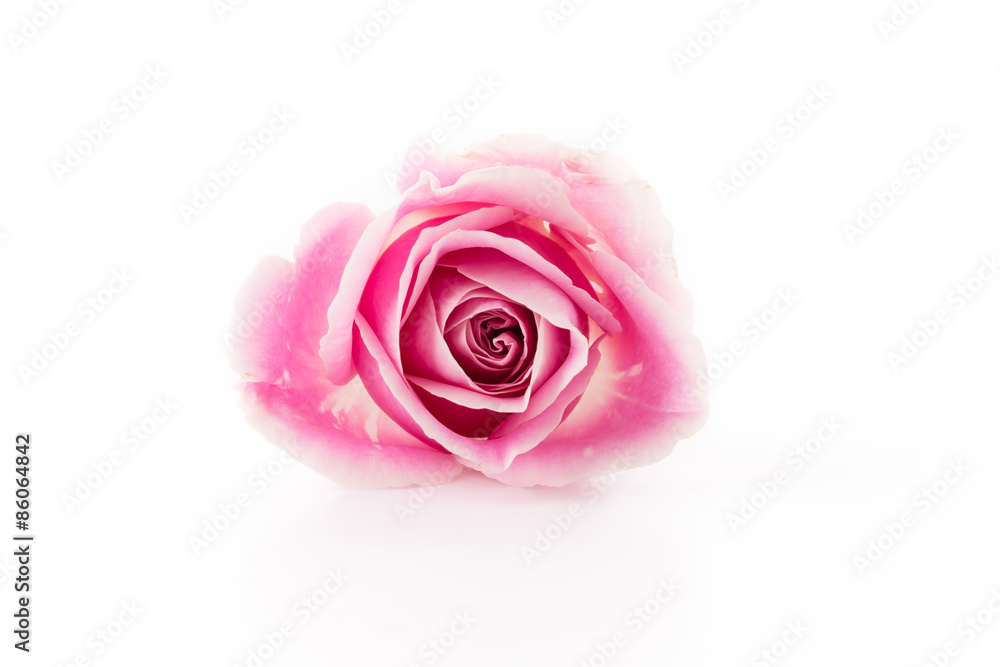 white and pink rose isolated on white background white and pink rose isolated on white background