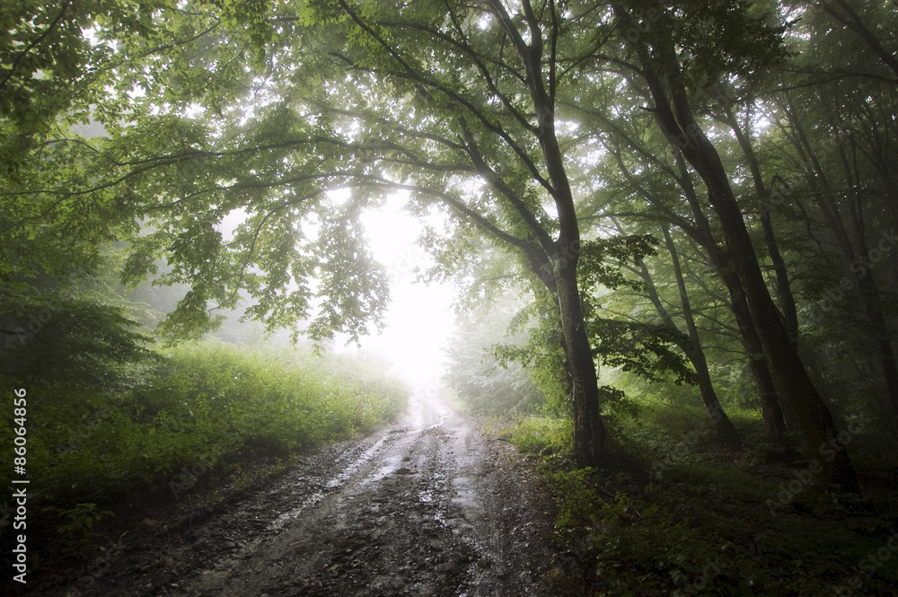 Obraz premium green forest road