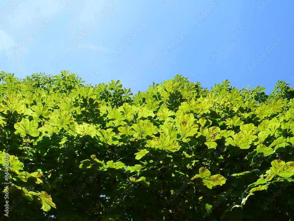 horse chestnut horse chestnut