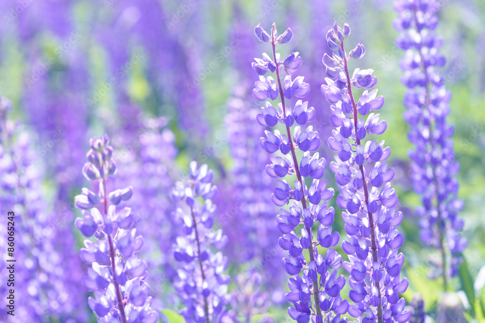 Lupinus, lupin, lupine field with pink purple and blue flowers Lupinus, lupin, lupine field with pink purple and blue flowers