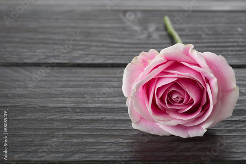 white and pink rose on wood background