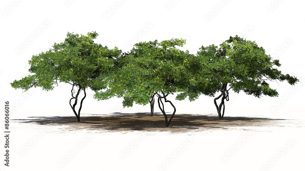 lemon trees with fruit - isolated on white background lemon trees with fruit - isolated on white background