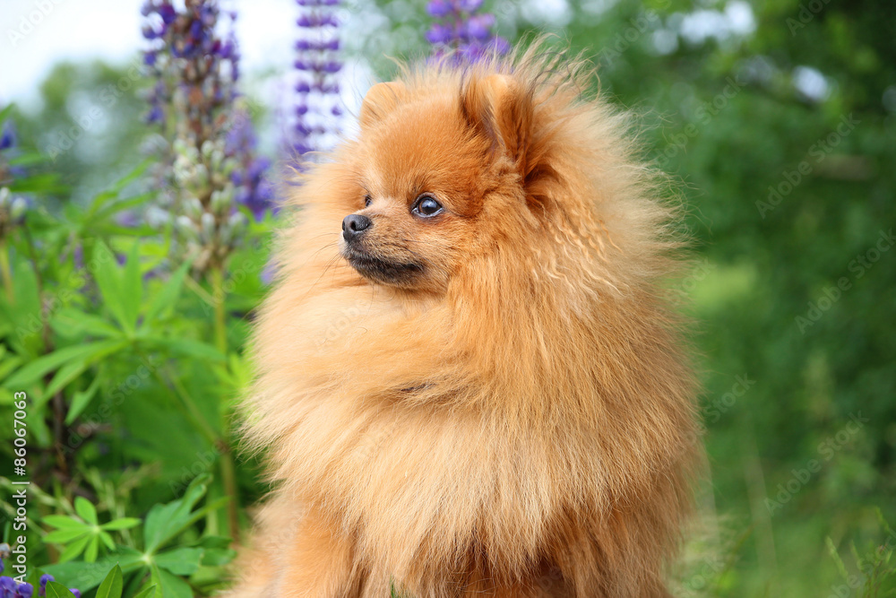 Lovely orange pomeranian dog in the summer flowers on nature background Lovely orange pomeranian dog in the summer flowers on nature background