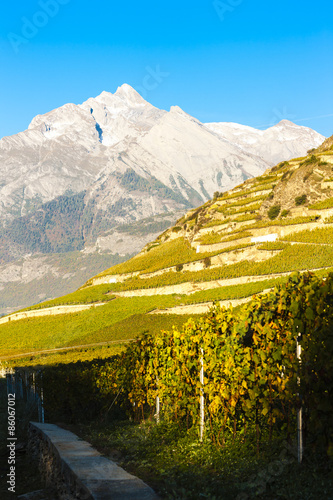 vineyards near Sion, canton Valais, Switzerland
