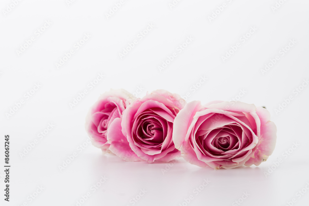 white and pink rose on white background white and pink rose on white background