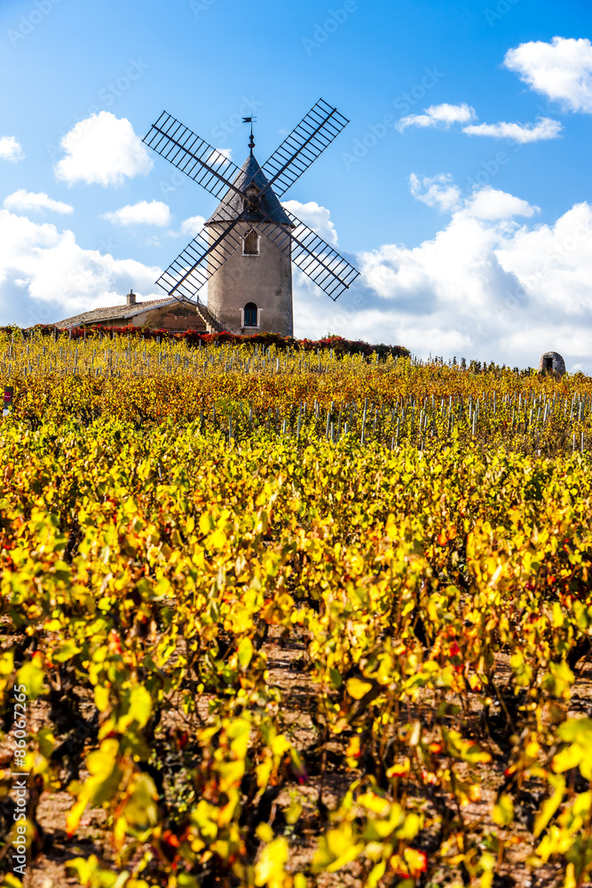 vineyard with windmill near Chenas, Beaujolais, Rhone-Alpes, Fra