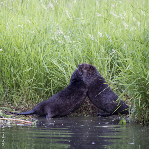 Two males  beaver are fighting