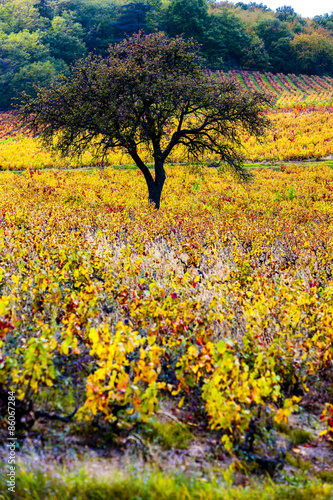 Fototapeta Naklejka Na Ścianę i Meble -  vineyard with tree in Beaujolais, Rhone-Alpes, France